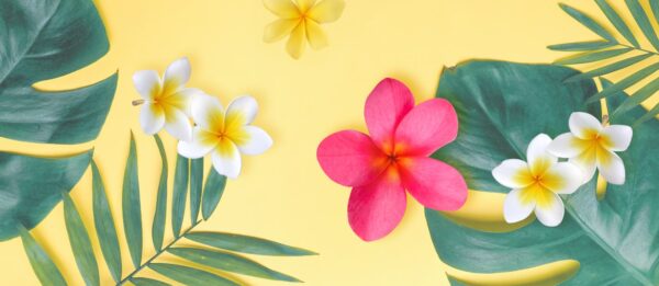 法国 OSMAE【夏日岛屿香】3合1洁面洗发沐浴清洁啫喱露200ml - 天堂蒂亚蕾 Paradisiaque Tiaré - 图片 2